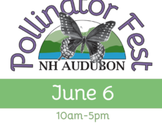 Pollinator Fest at NH Audubon, June 6, 2026